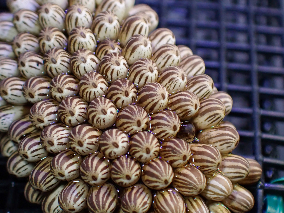 Egg mass of Giant Water Bug