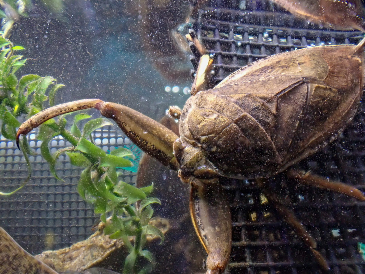 Giant Water Bugs waiting for food