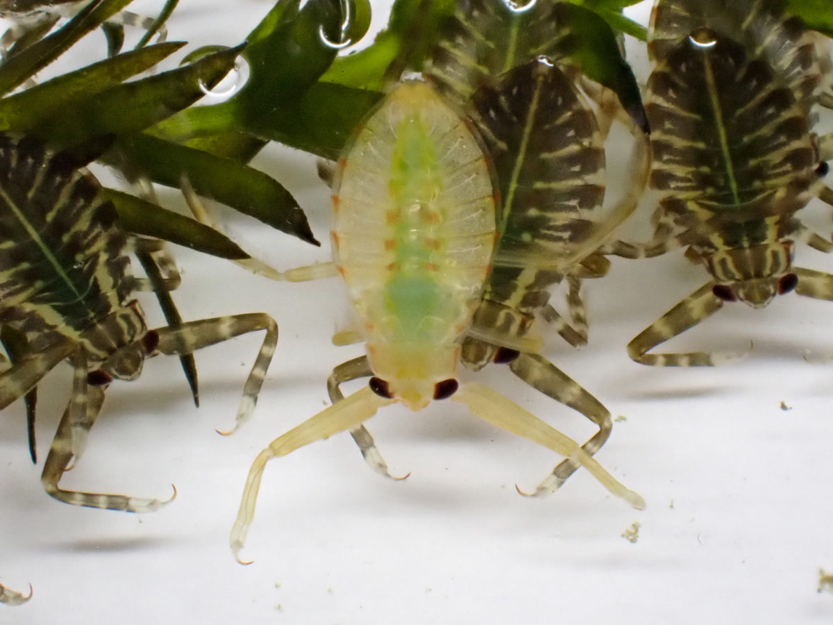 a newly hatched Giant Water Bug larva