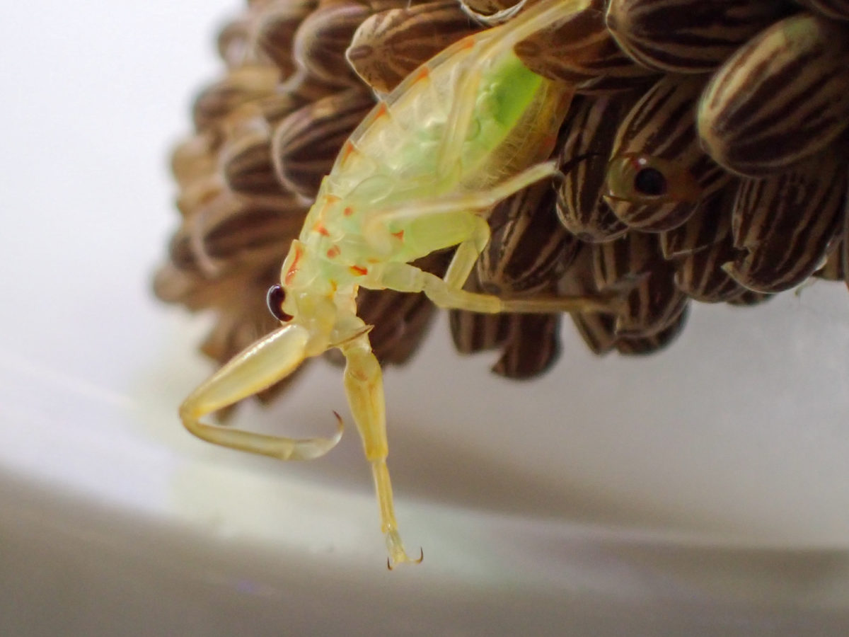 Hatched Giant Water Bug larvae