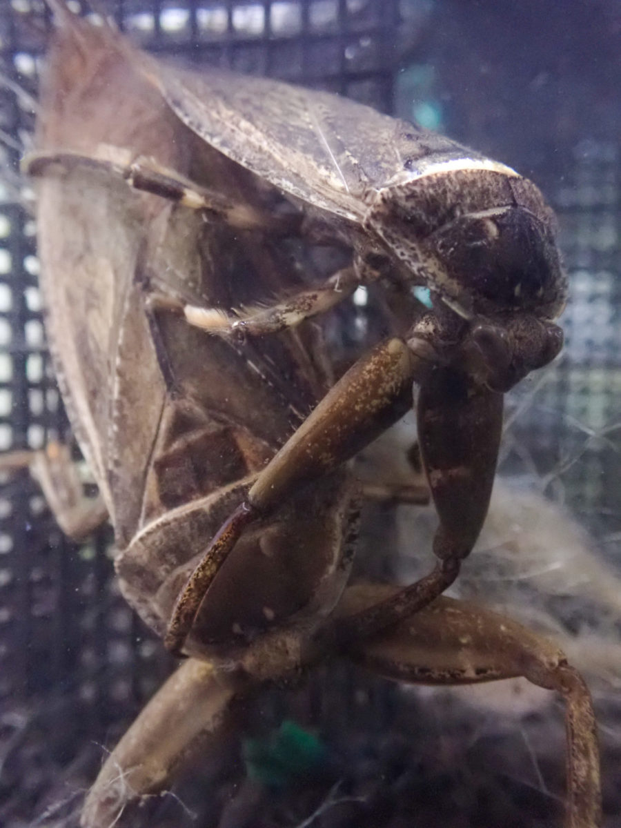 Giant Water Bug mating