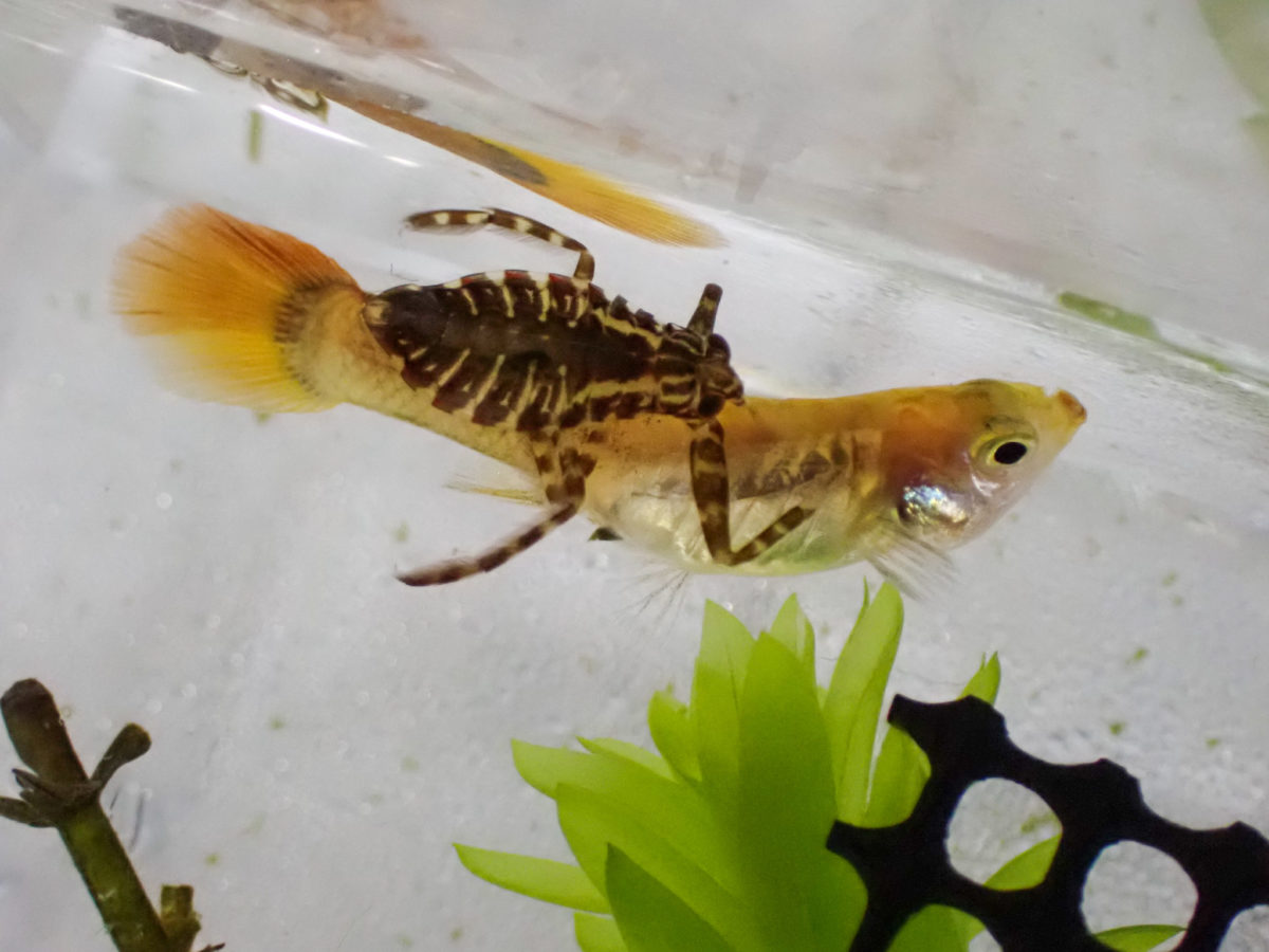 Giant Water Bug larva eating guppy