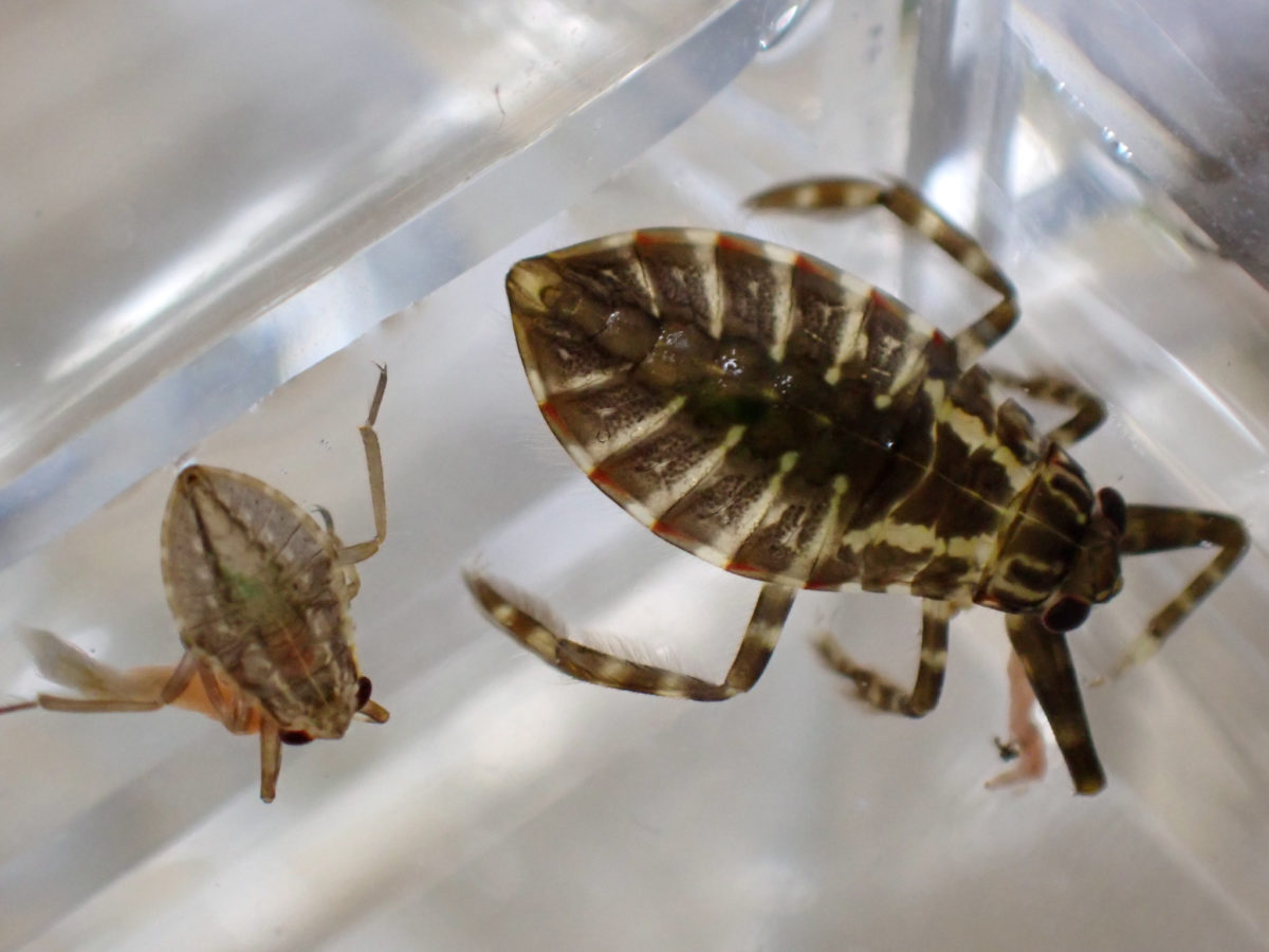 タガメ幼虫とコオイムシ幼虫の体格差