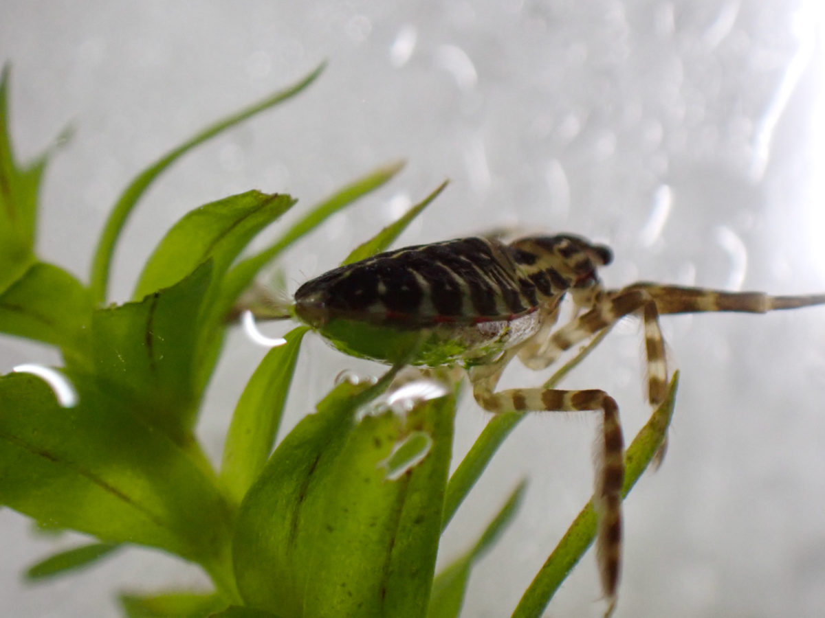 Giant Water Bug larvae with their stomachs swollen with nutrition