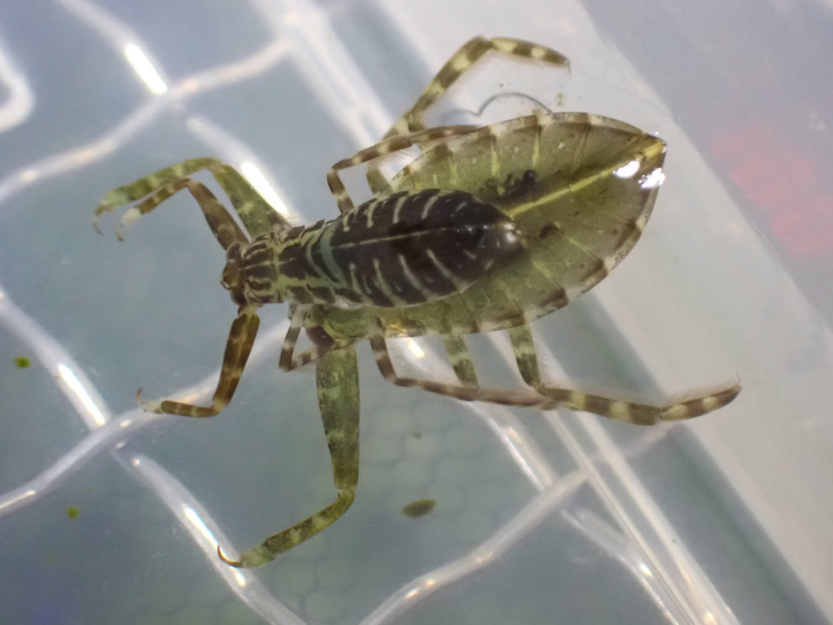 Body disparity between Giant Water Bug 1 and 2