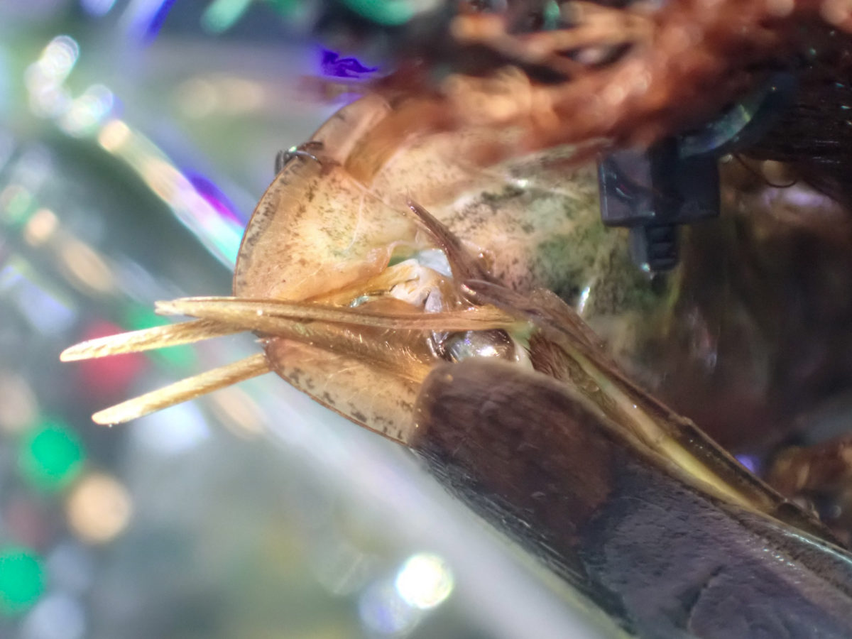 Giant Water Bug mating