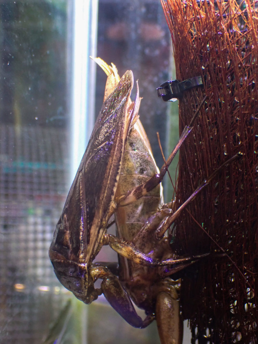 Giant Water Bug mating