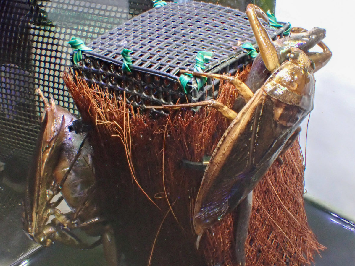 Spawning Giant Water Bug and eating Giant Water Bug