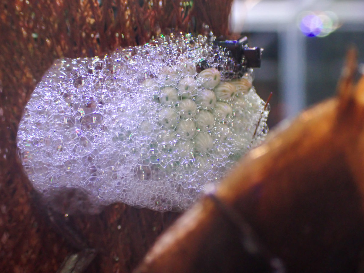 Egg-laying of Giant Water Bug