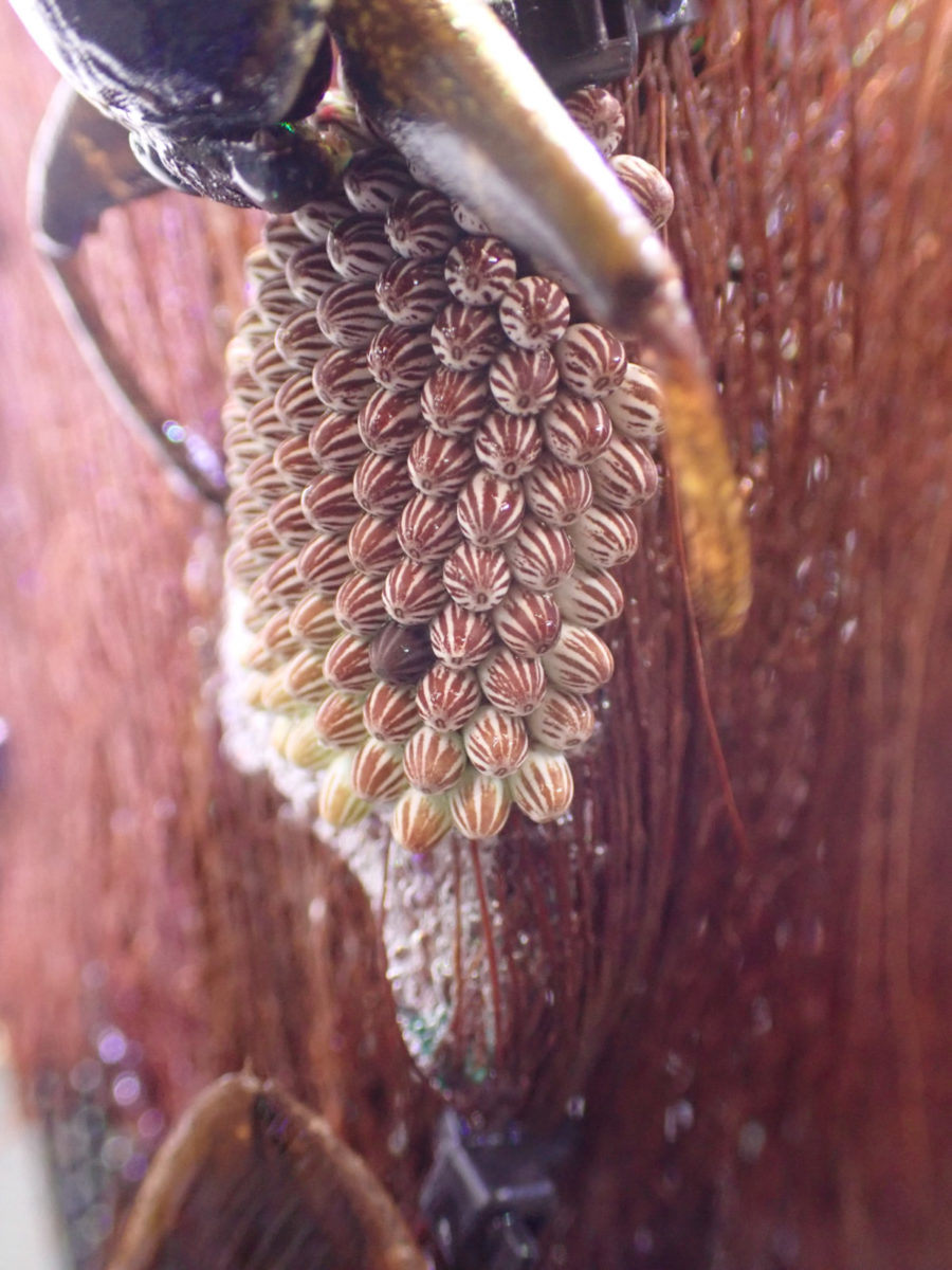 a male whose Giant Water Bug female leaves and enters the protection of egg masses