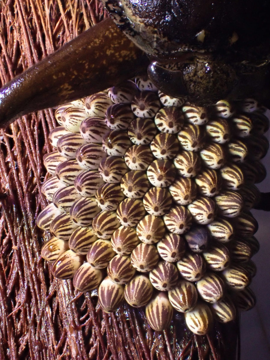 Giant Water Bug that protects egg masses