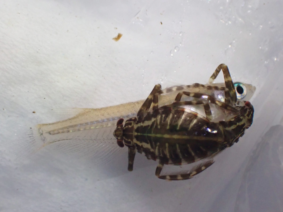 Giant Water Bug 1 larva preying on killifish