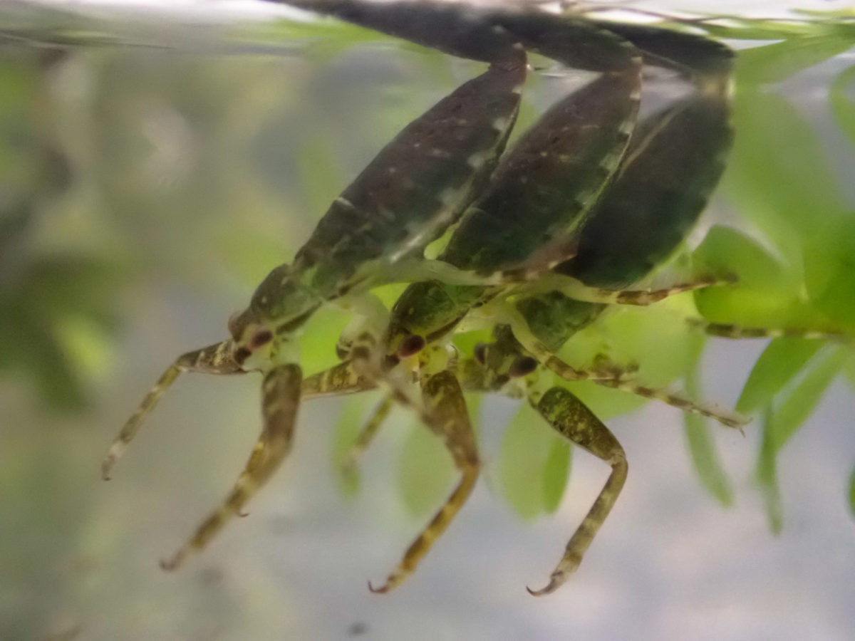 Overlapping Giant Water Bug 2 larvae