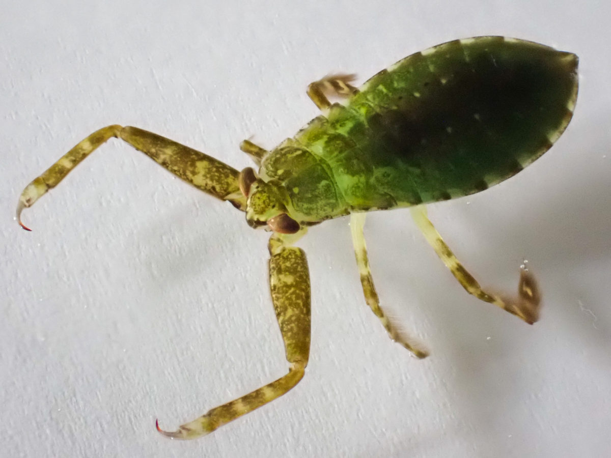 Giant Water Bug 2 Larva