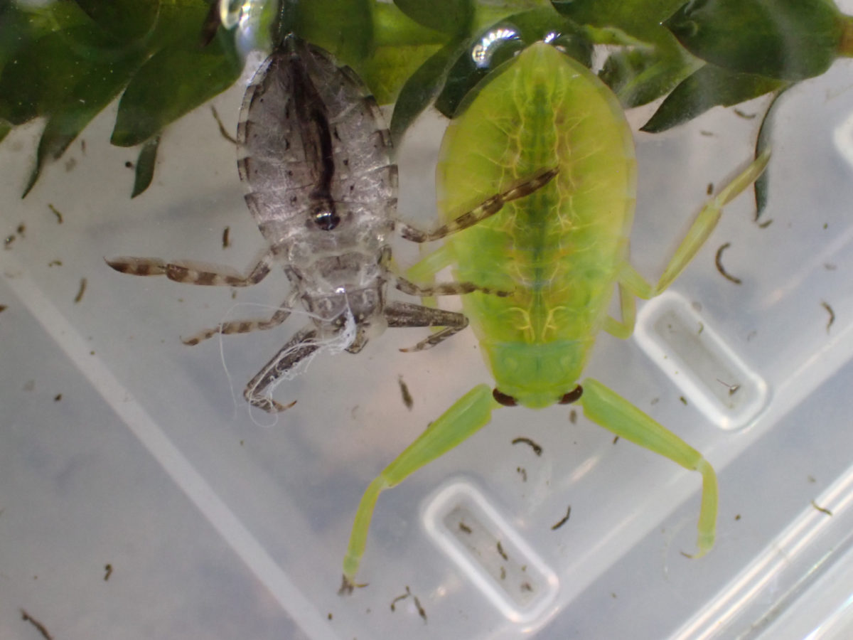Giant Water Bug 3-larva immediately after molting