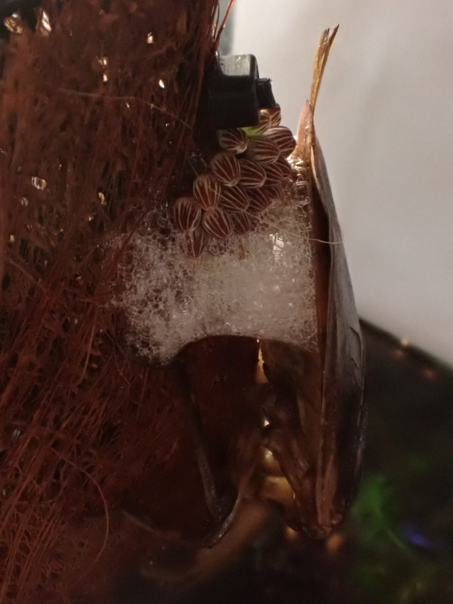 Giant Water Bug laying eggs