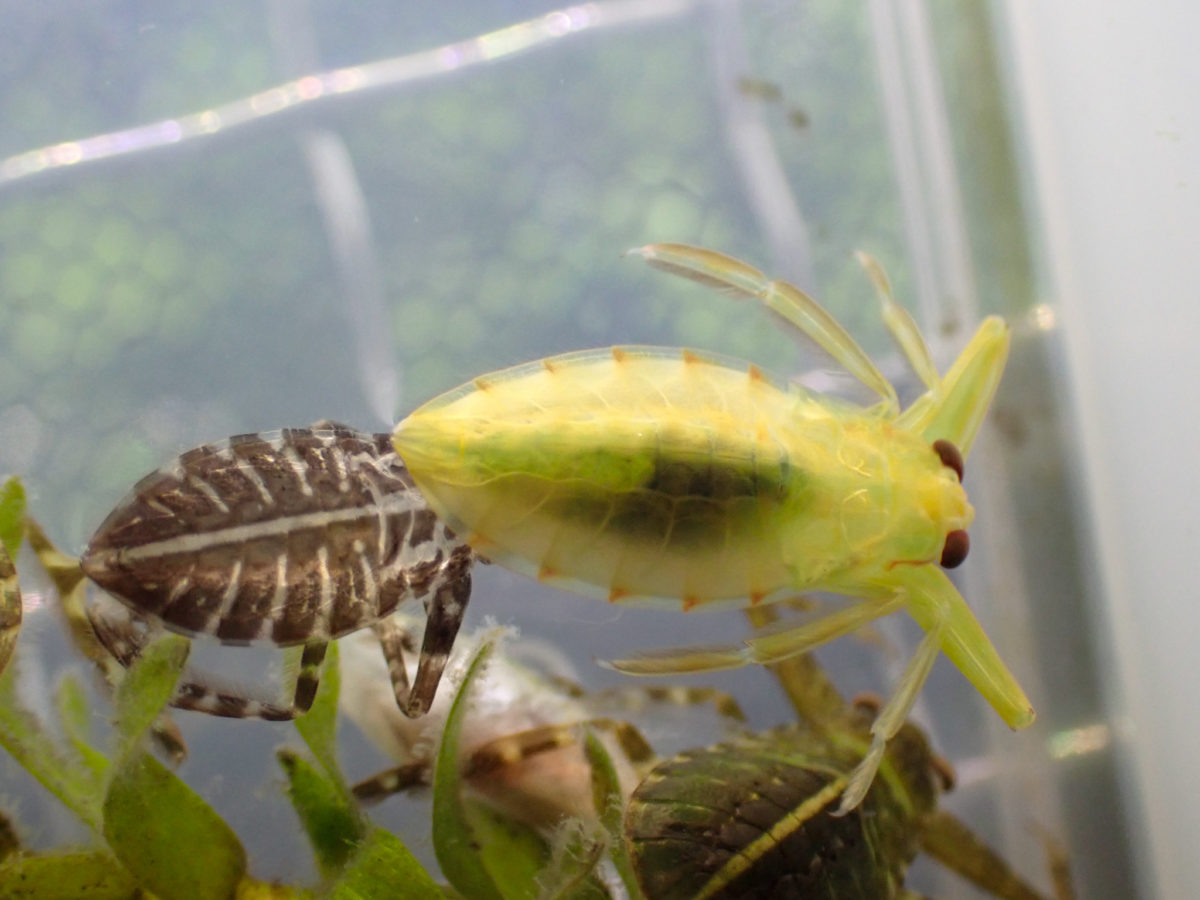 Giant Water Bug 2-larva immediately after molting