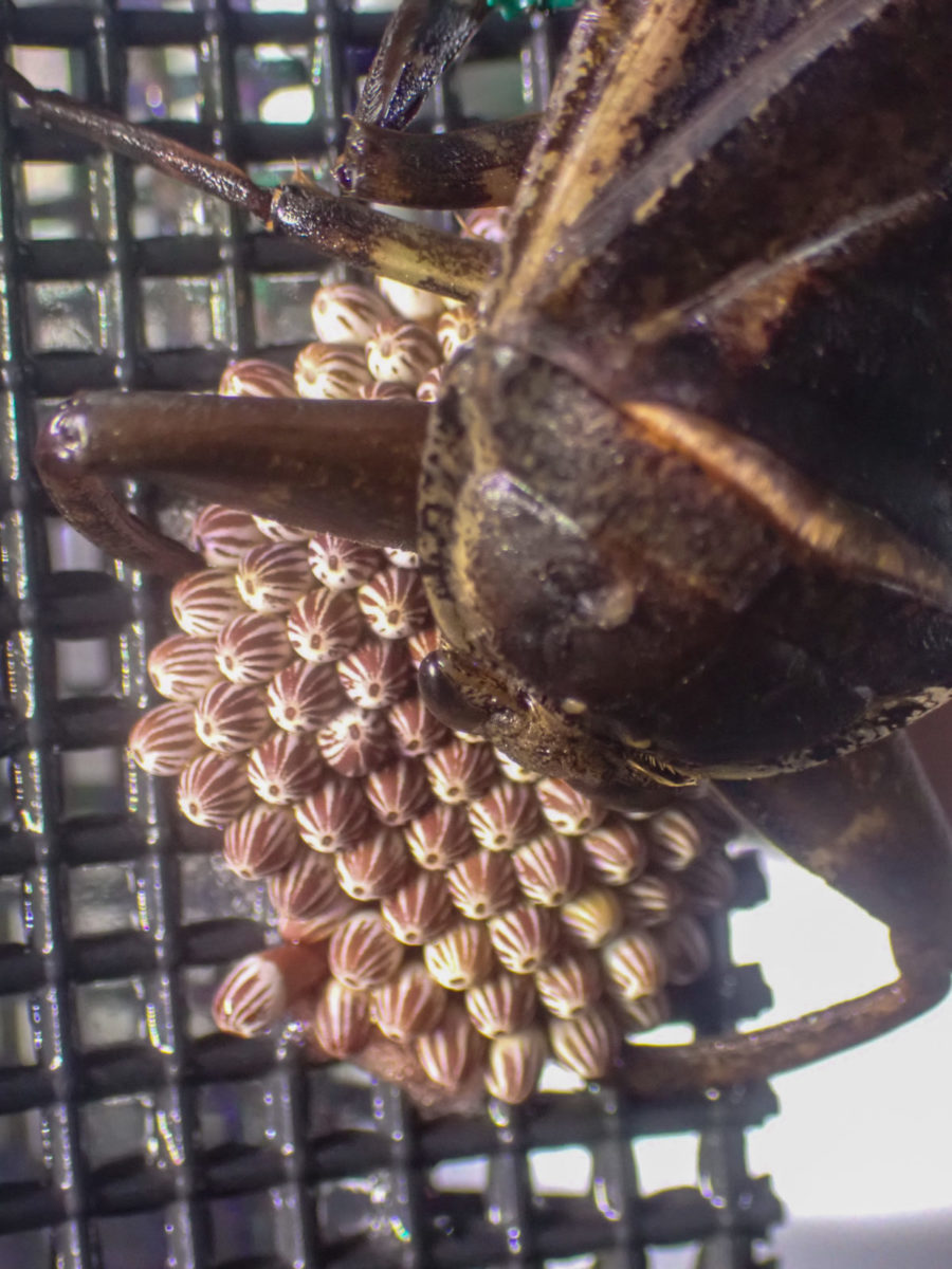 a Giant Water Bug male that protects egg mass