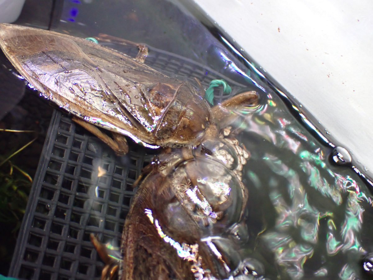 a Giant Water Bug female that destroys egg masses