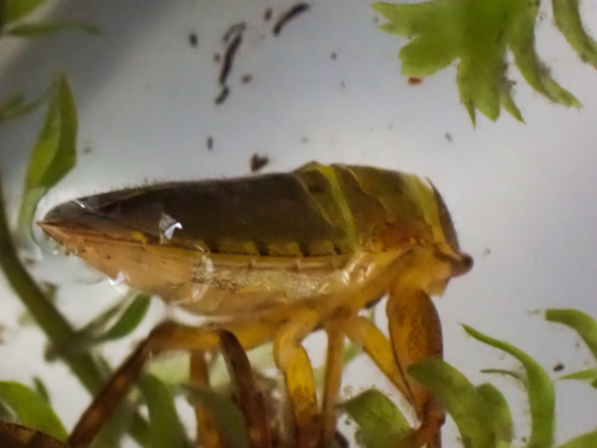 Larva of the turtle 4 just before molting