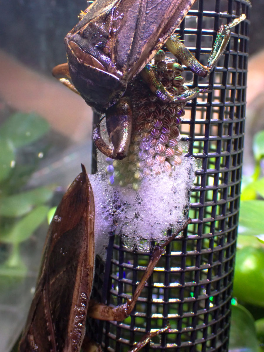 A pair of Giant Water Bug laying eggs.