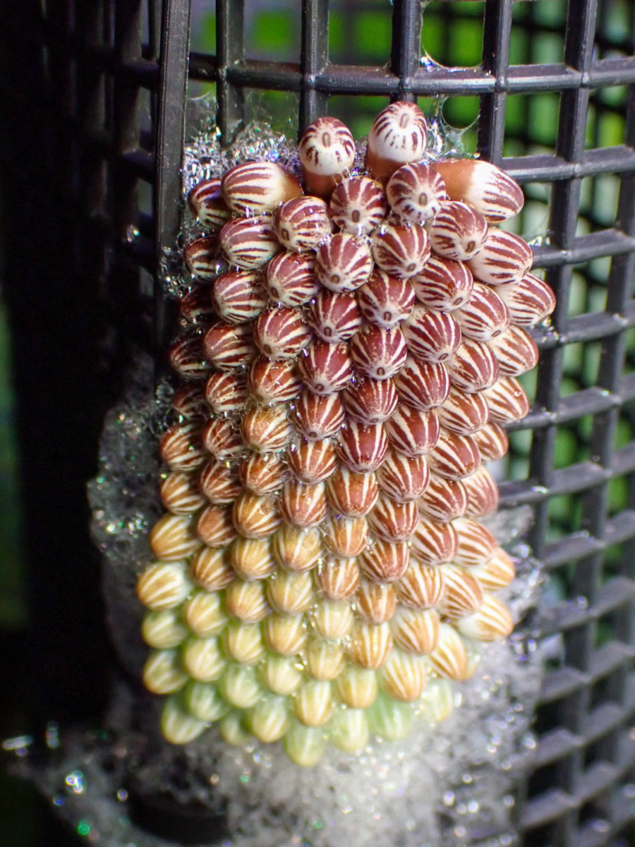 Giant Water Bug egg mass immediately after spawning