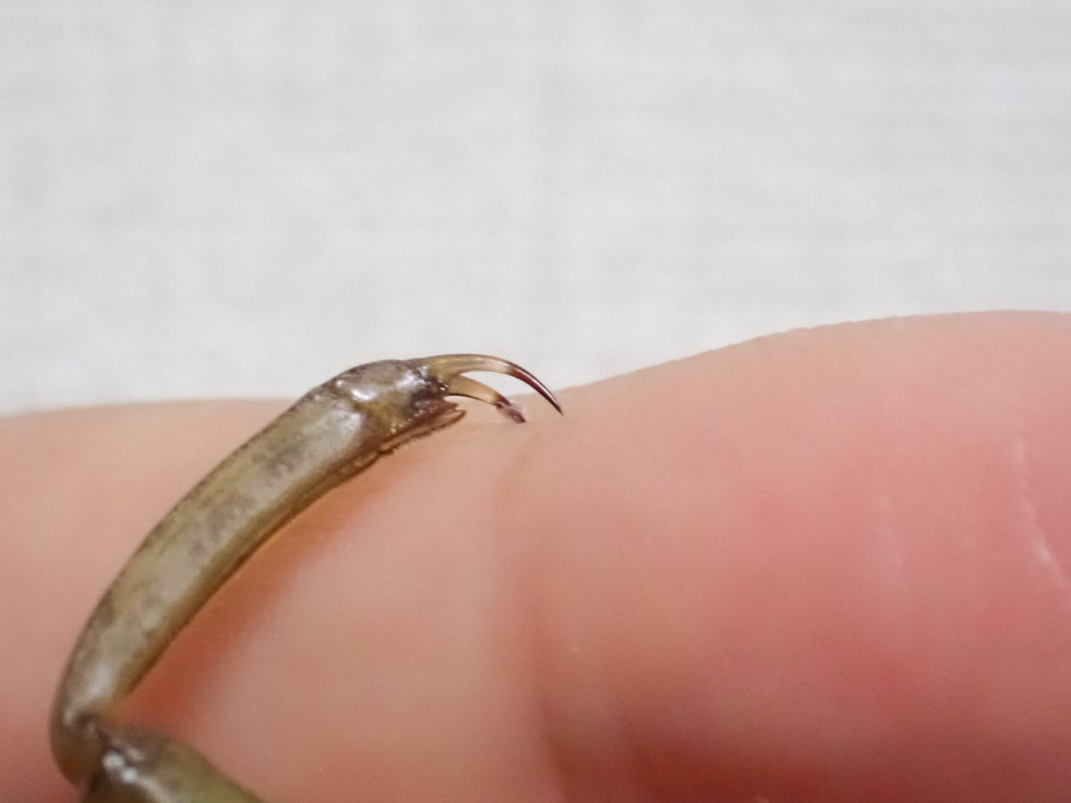 Claws of Giant Water Bug larvae