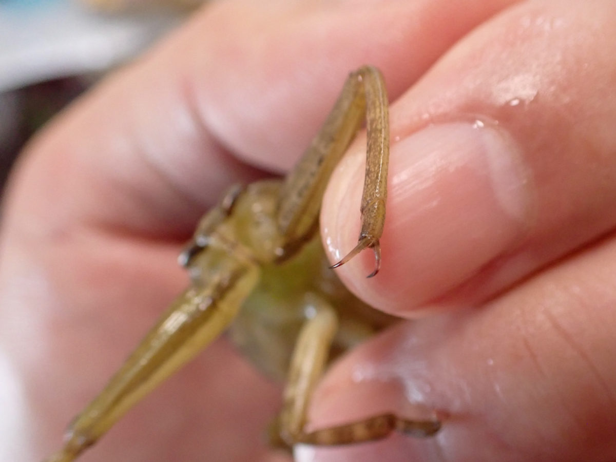 Claws of Giant Water Bug larvae