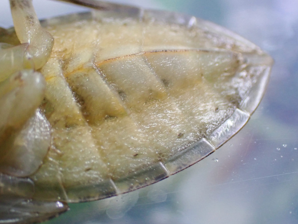 タガメ幼虫の腹部繊毛