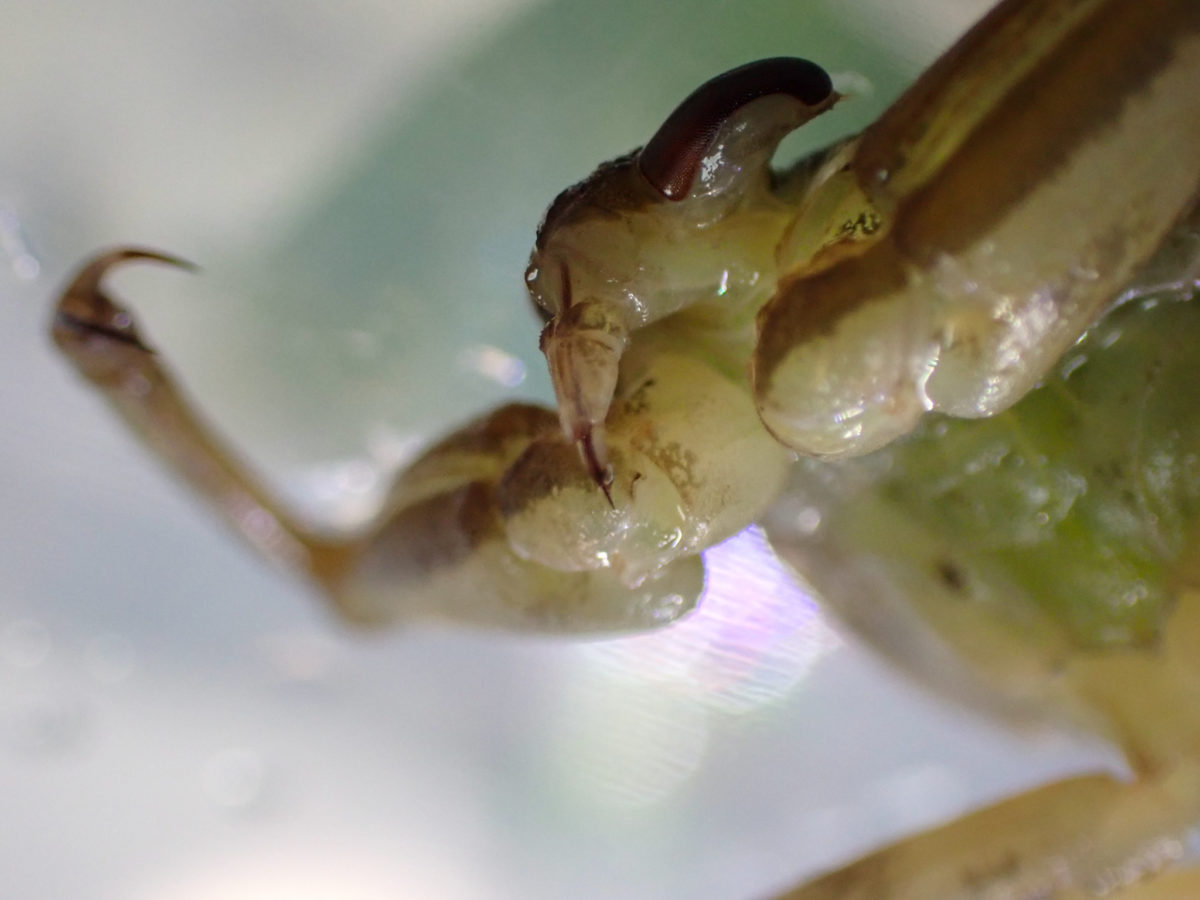 Head of a Giant Water Bug larva