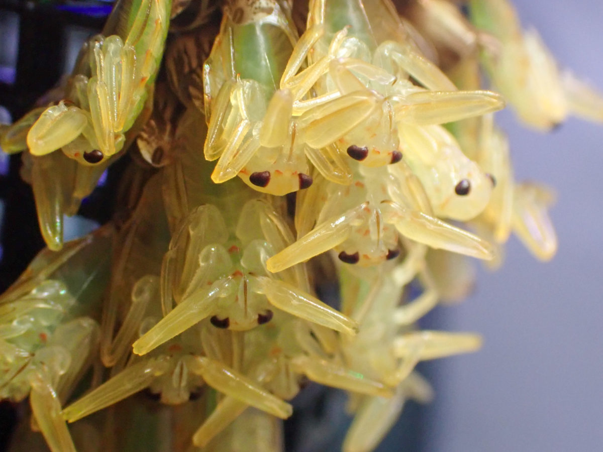 Hatching of Giant Water Bug