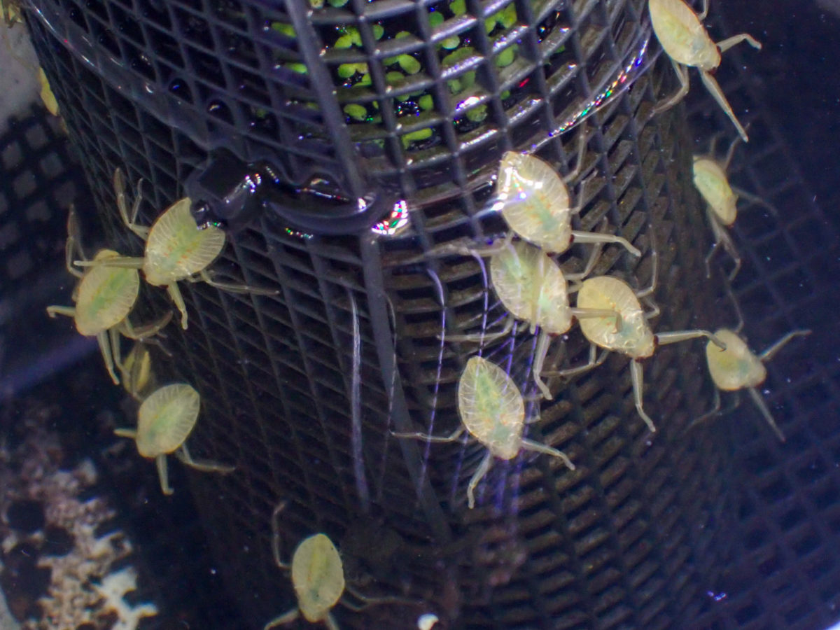 Hatched Giant Water Bug larvae