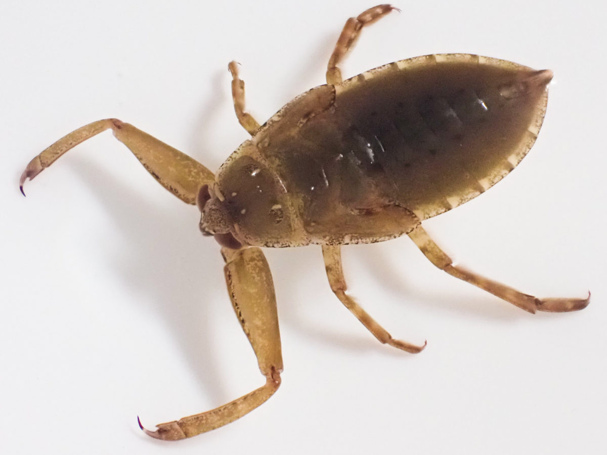 タガメの生活史 春夏秋冬何してる ゲンゴロウ タガメ飼育ブログ