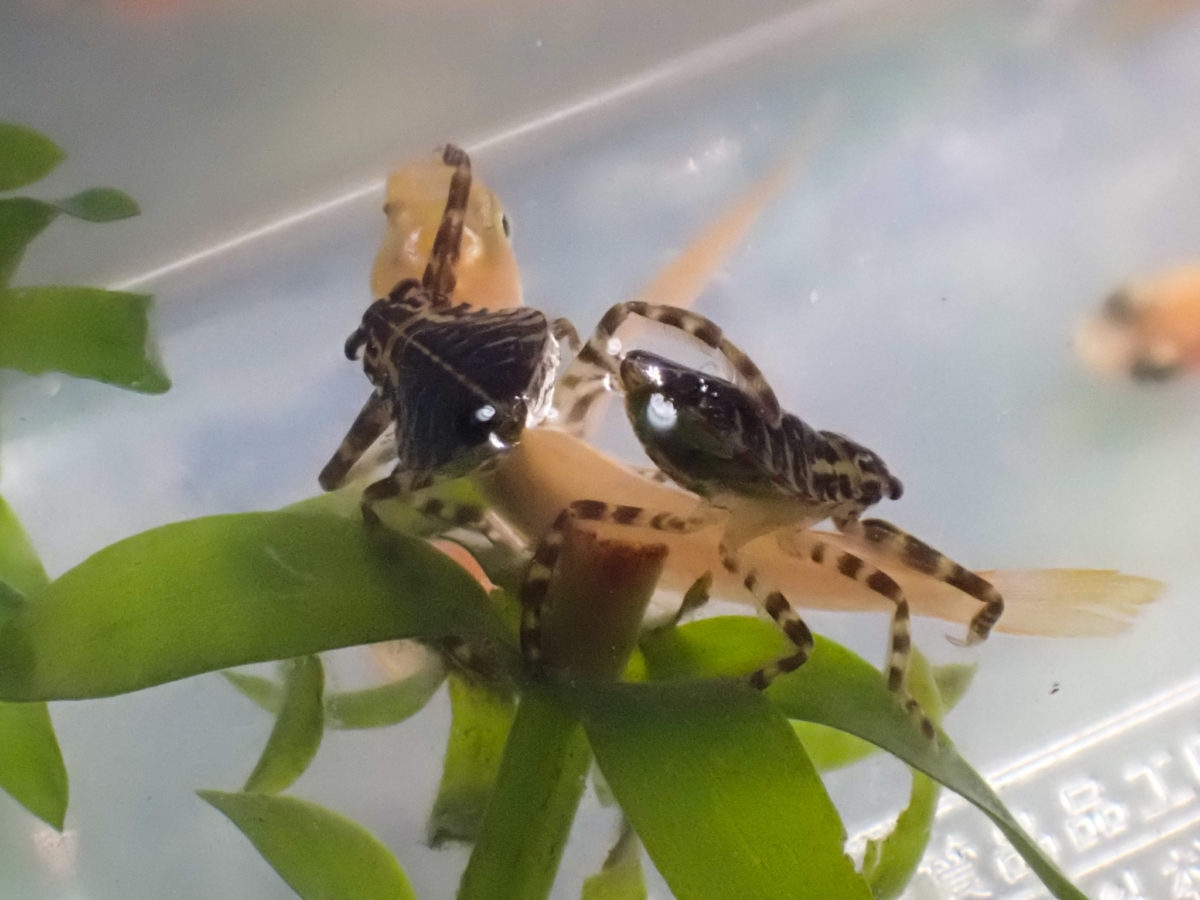 Giant Water Bug 1 larva attacking killifish