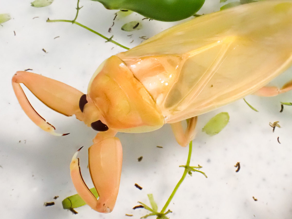 Neoteny of Giant Water Bug