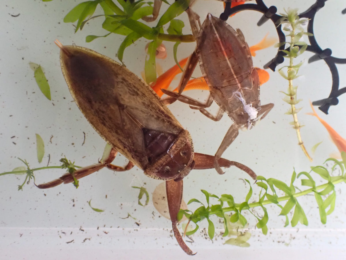 Neoteny of Giant Water Bug