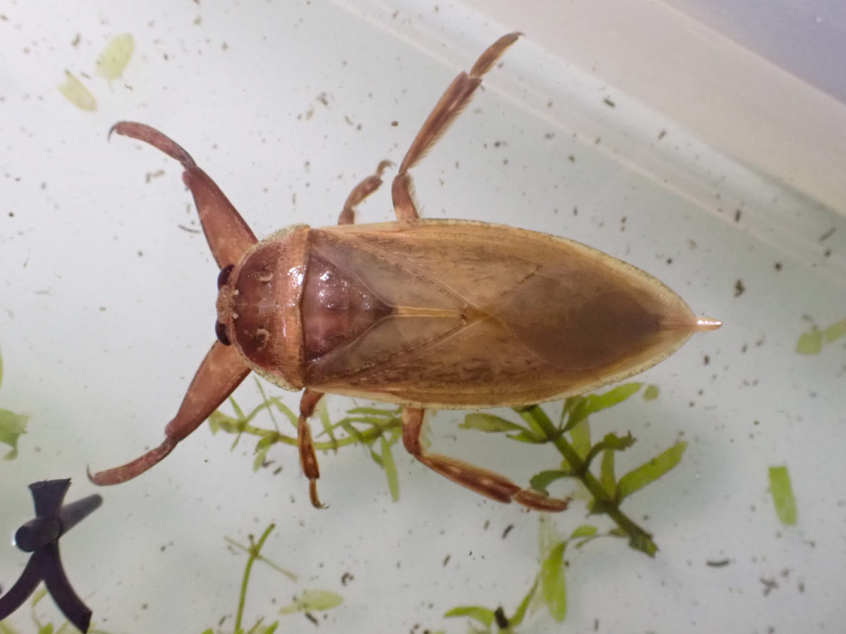 Neoteny of Giant Water Bug