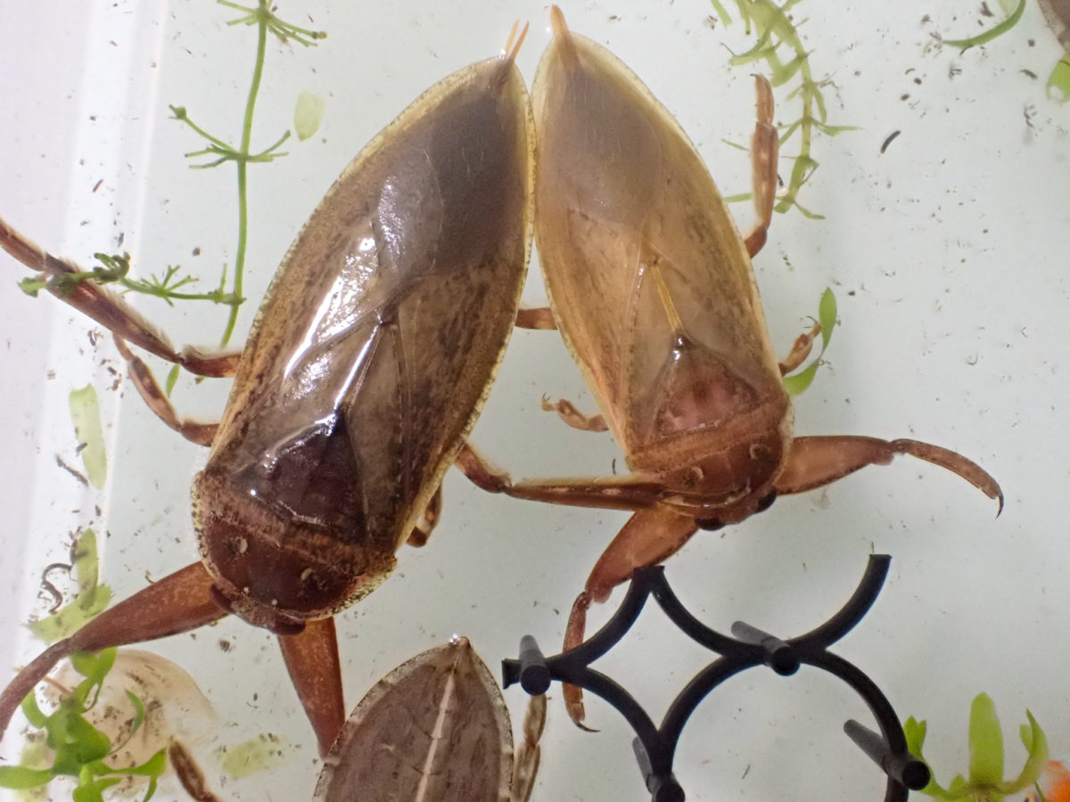 Giant Water Bug Neo-Adult