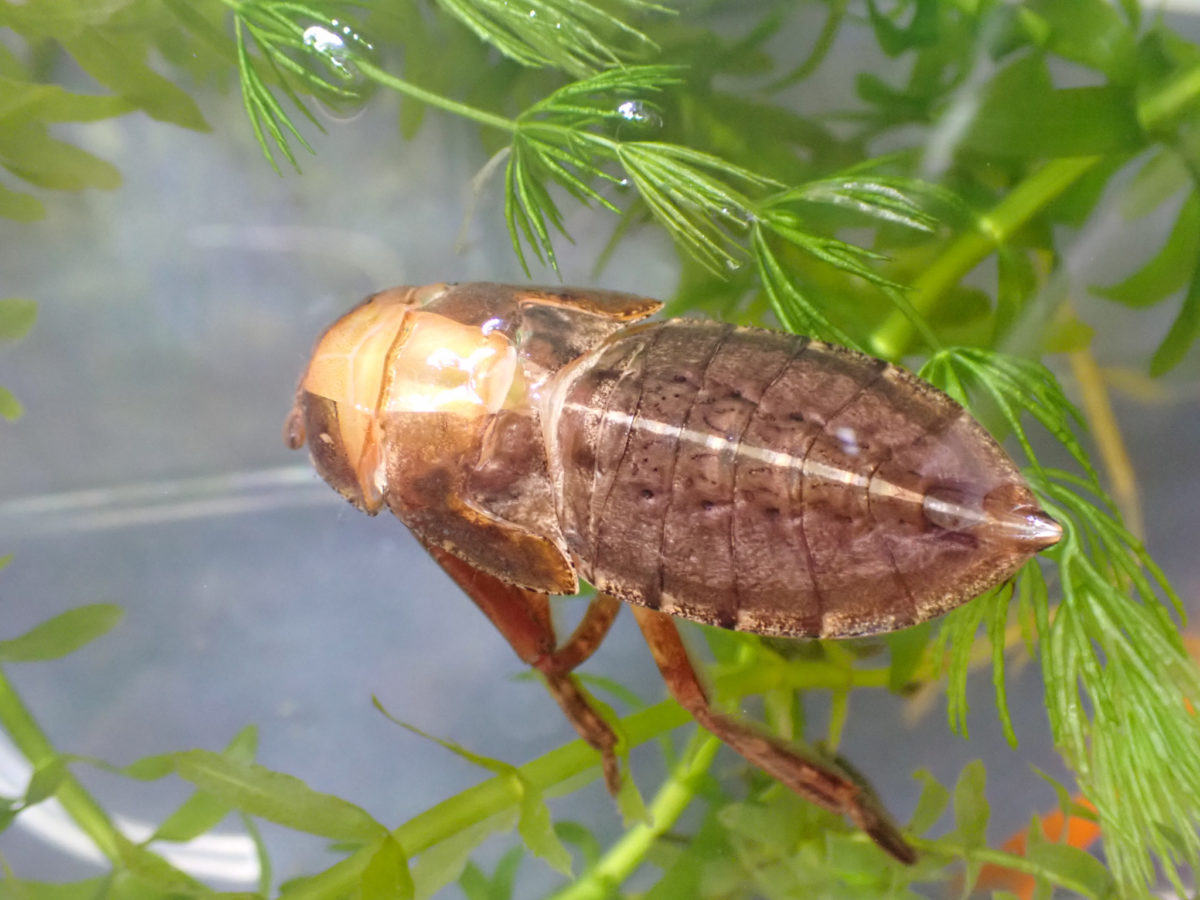 背中が割れ羽化が始まったタガメ幼虫