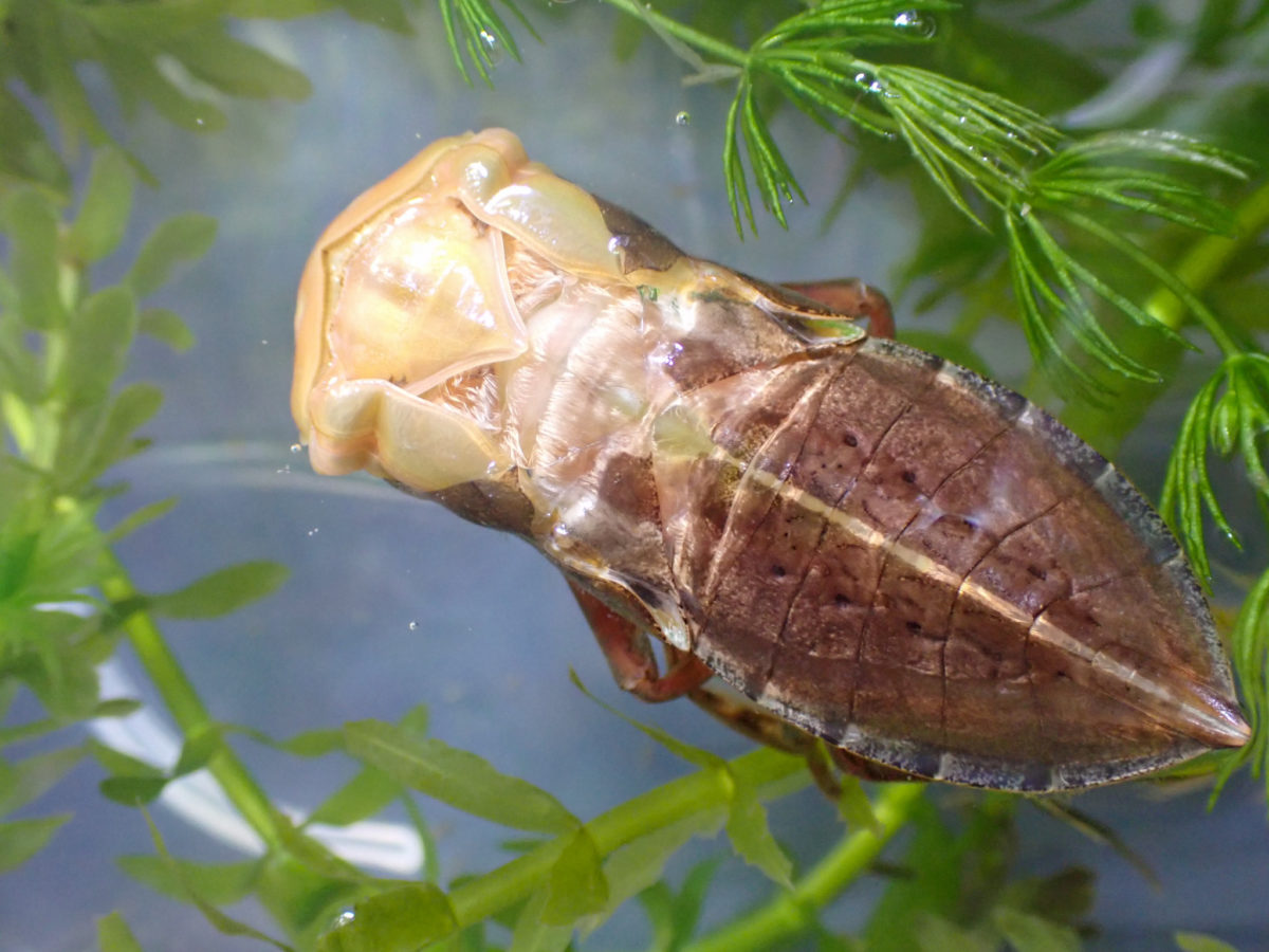 Emerged Giant Water Bug larvae