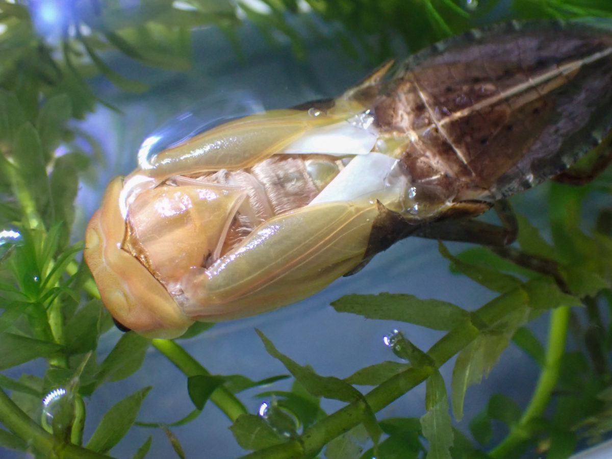a Giant Water Bug that stretches its wings while feathering