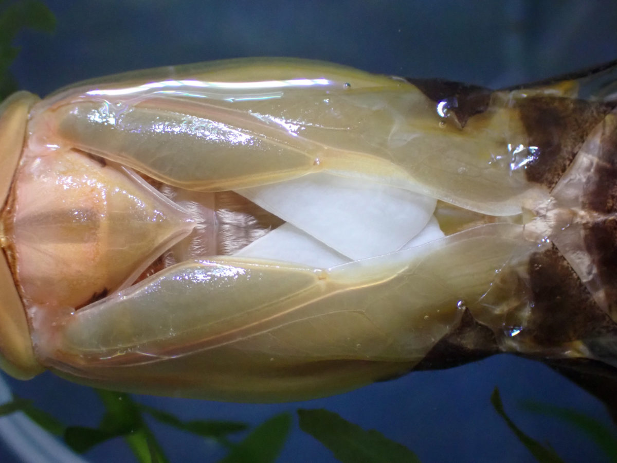 a Giant Water Bug that stretches its wings while molting