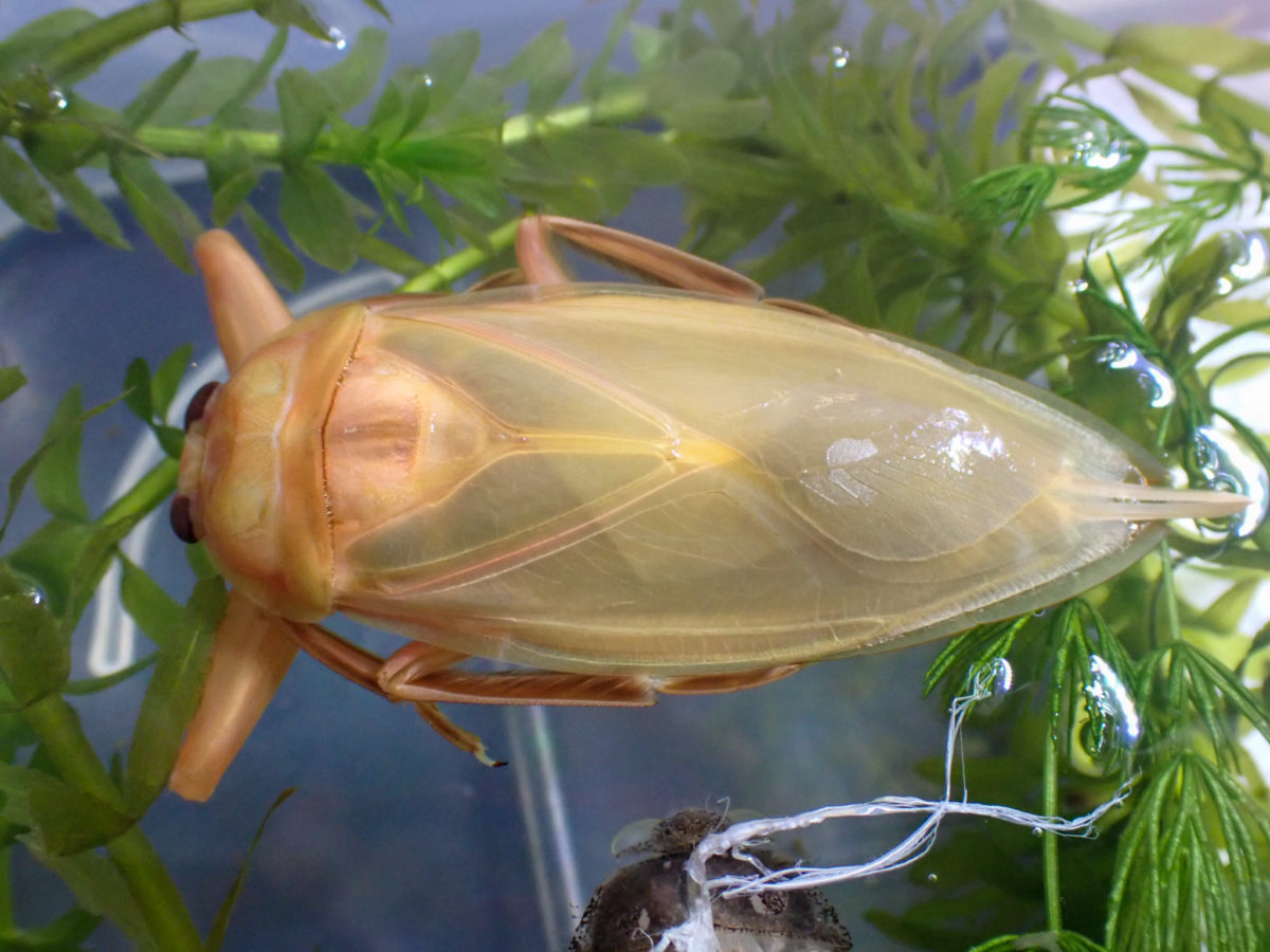 Female neoteny of Giant Water Bug