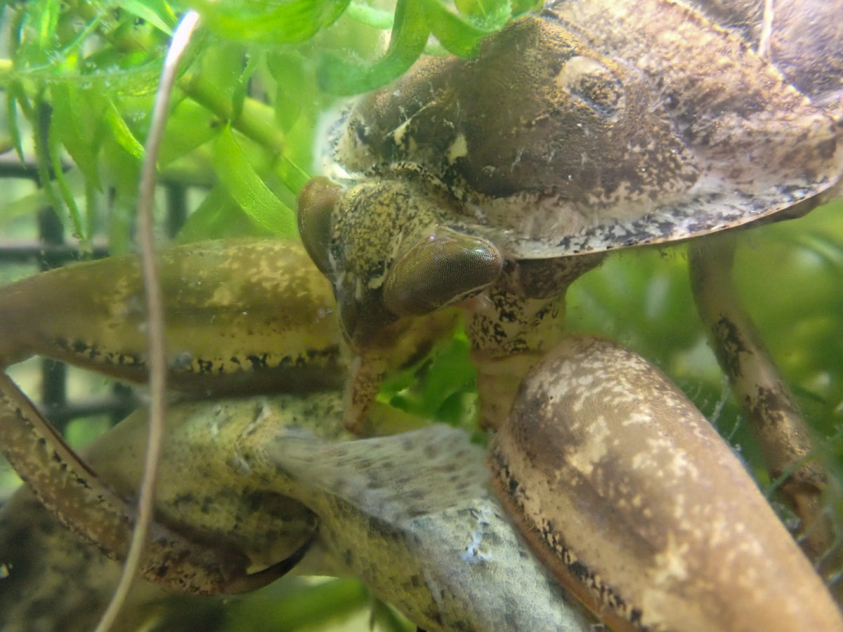 タガメに刺されるとどのくらい痛い 人間に毒はある ゲンゴロウ タガメ飼育ブログ