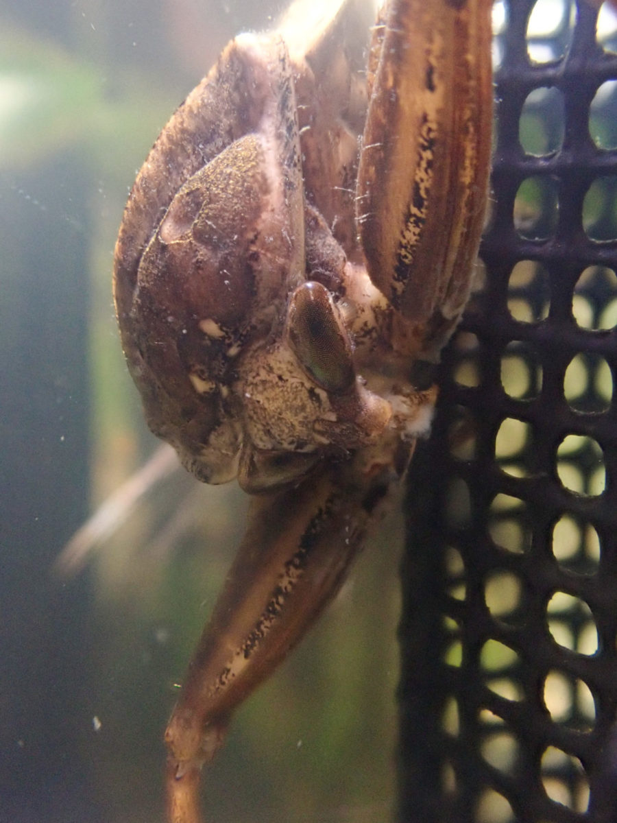 Giant Water Bug's forefoot