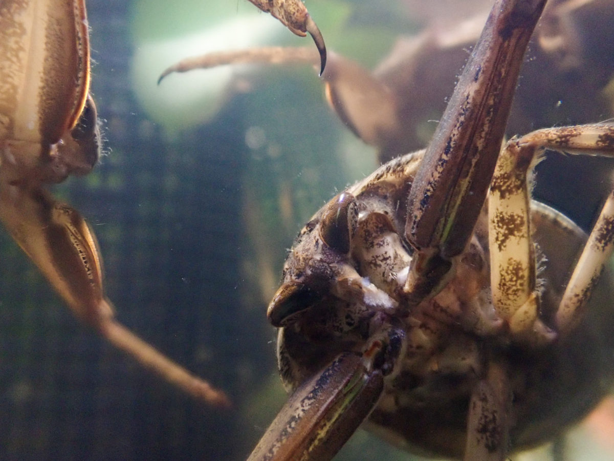 Giant Water Bug Group