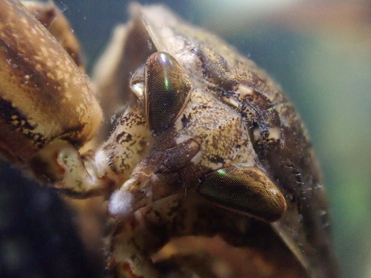 Giant Water Bug Head