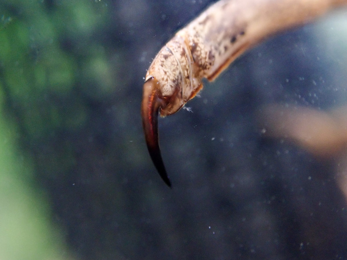 Giant Water Bug Claws