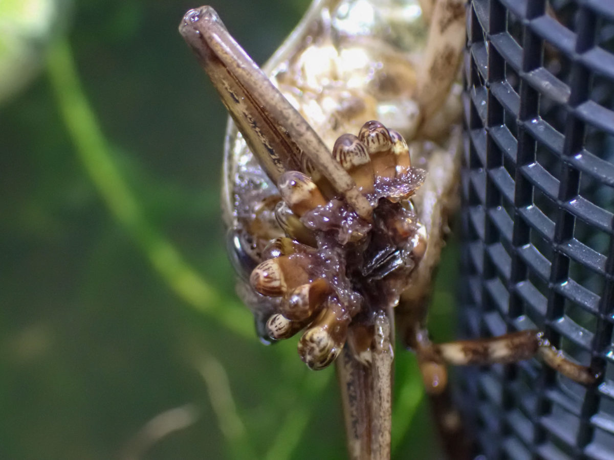 a Giant Water Bug female that attacks egg masses and nourishes them