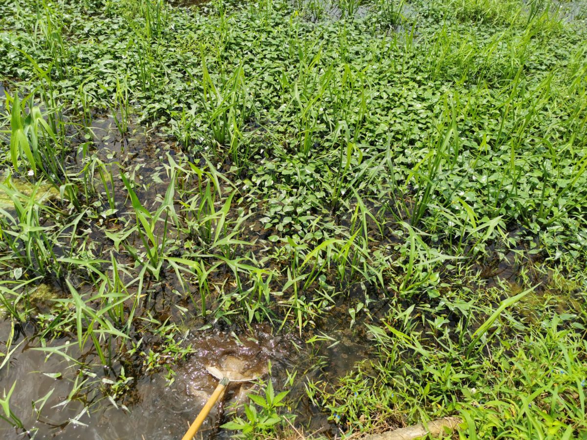 Examples of wetlands rich in drawn water plants
